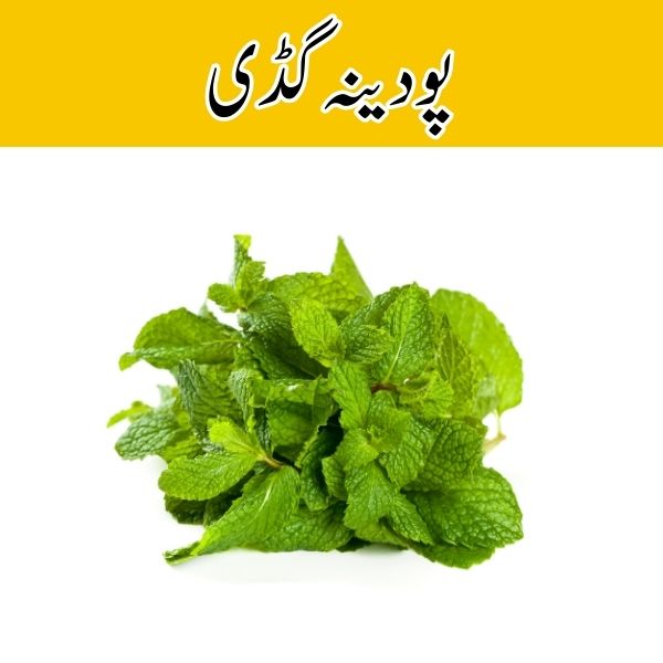 Mint (Hara Podina) price in karachi